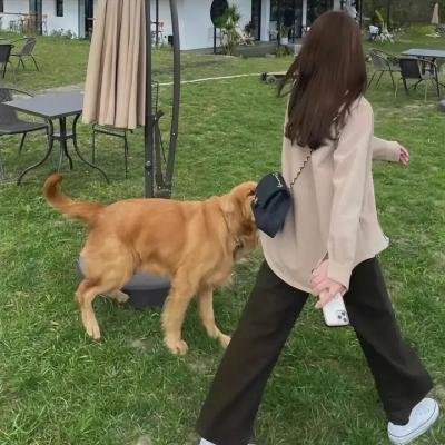 美丽舞者